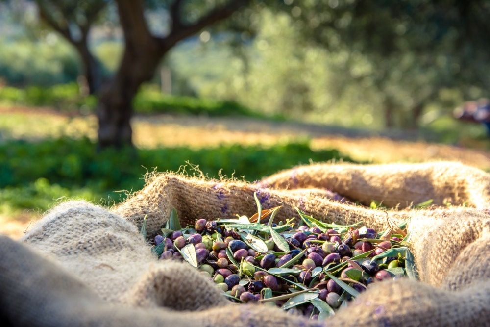 Image Credit: Georgios Tsichlis/Shutterstock.com