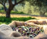Exploring the Competitive Interactions of Colletotrichum Species in Olive Anthracnose