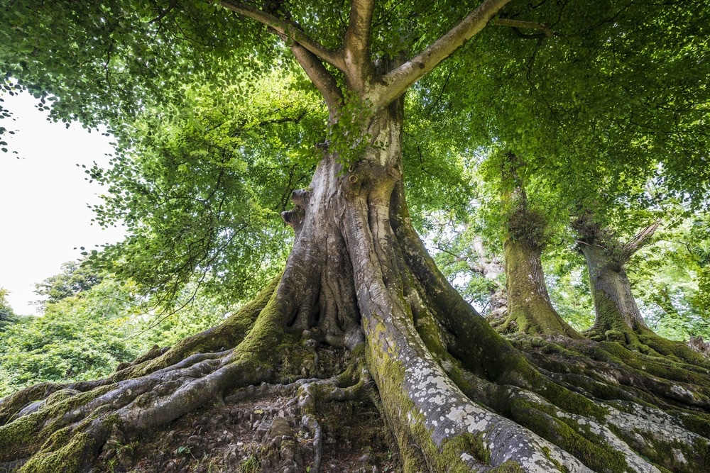 Image Credit: Kuttelvaserova Stuchelova/Shutterstock.com