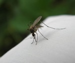 Determining the Genome of West Nile Virus