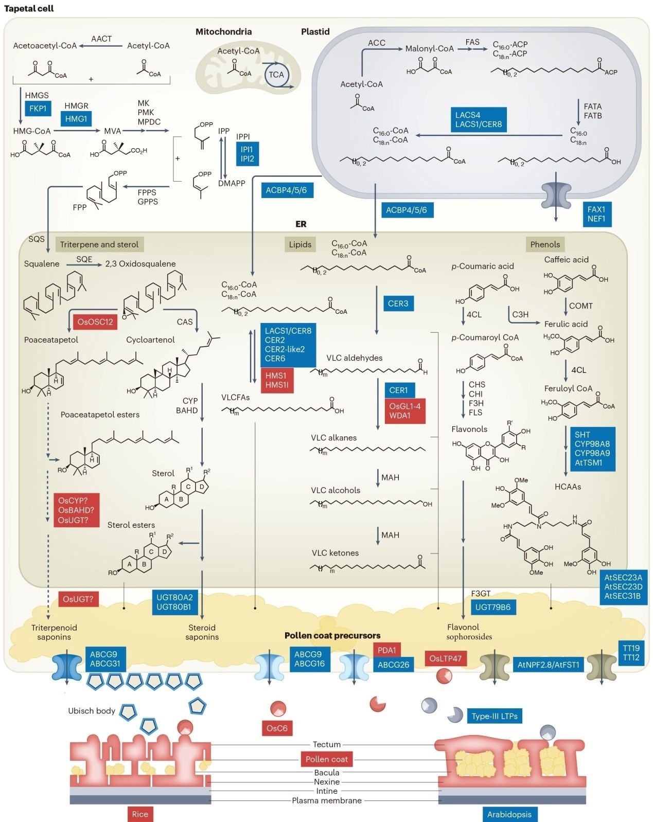 Understanding Pollen Coat Biosynthesis and Transport in Angiosperms