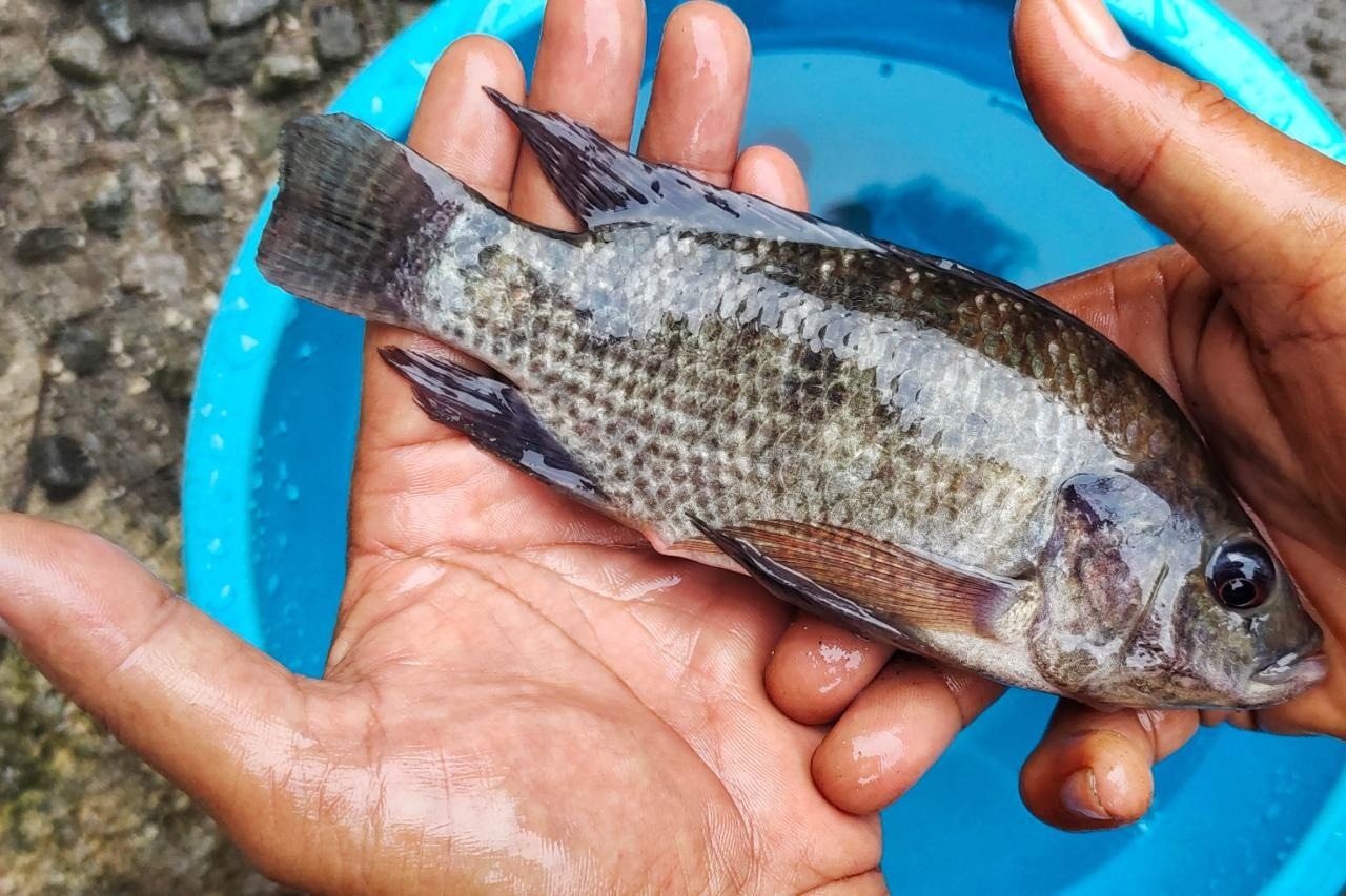 Exploring the Tilapia Genome to Help Breed Resilient Fish