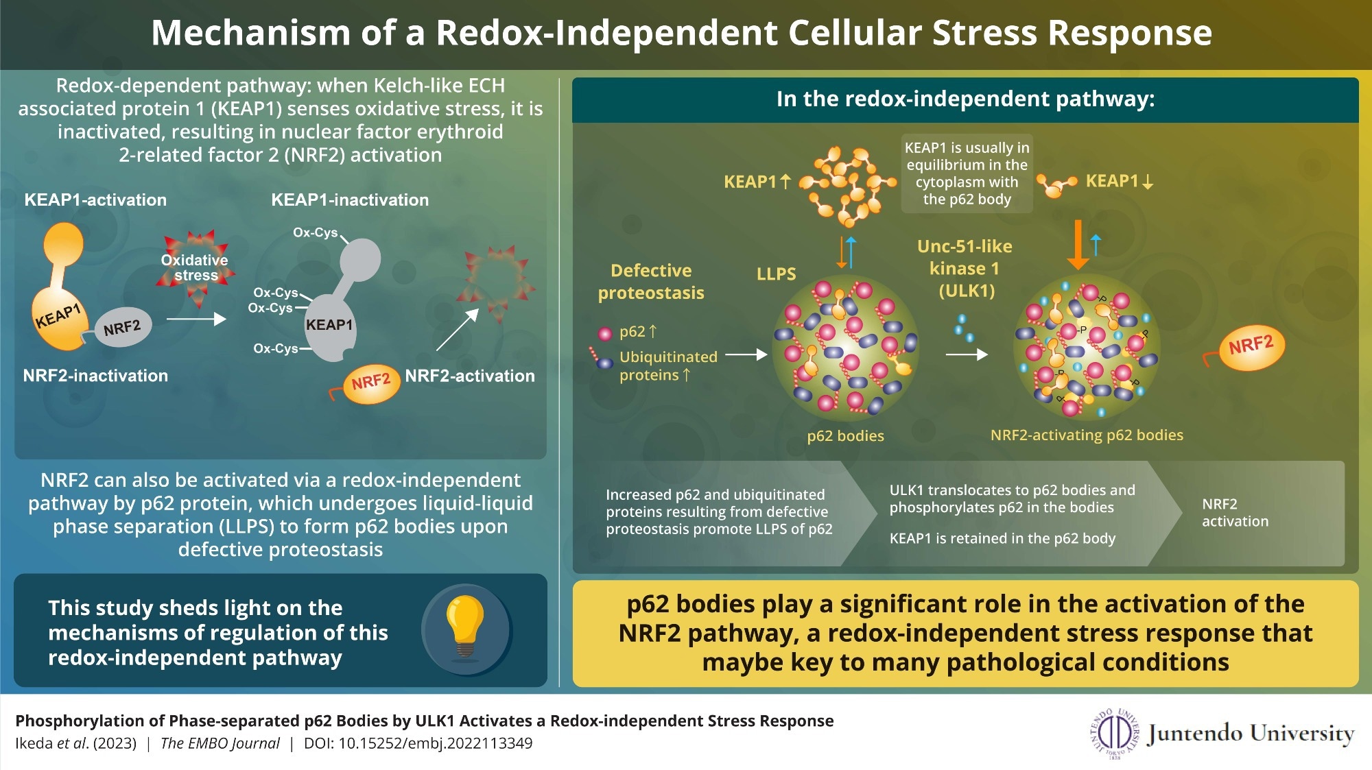 Exploring the Regulatory Mechanism and Physiological Significance of P62 Phosphorylation