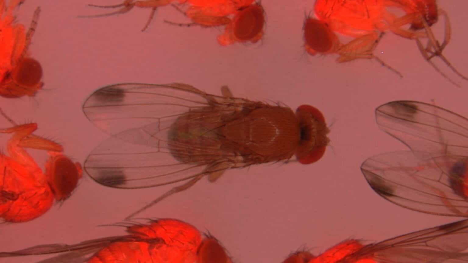 Dual CRISPR Gene Drive Systems Target a Specific Gene