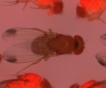 Dual CRISPR Gene Drive Systems Target a Specific Gene
