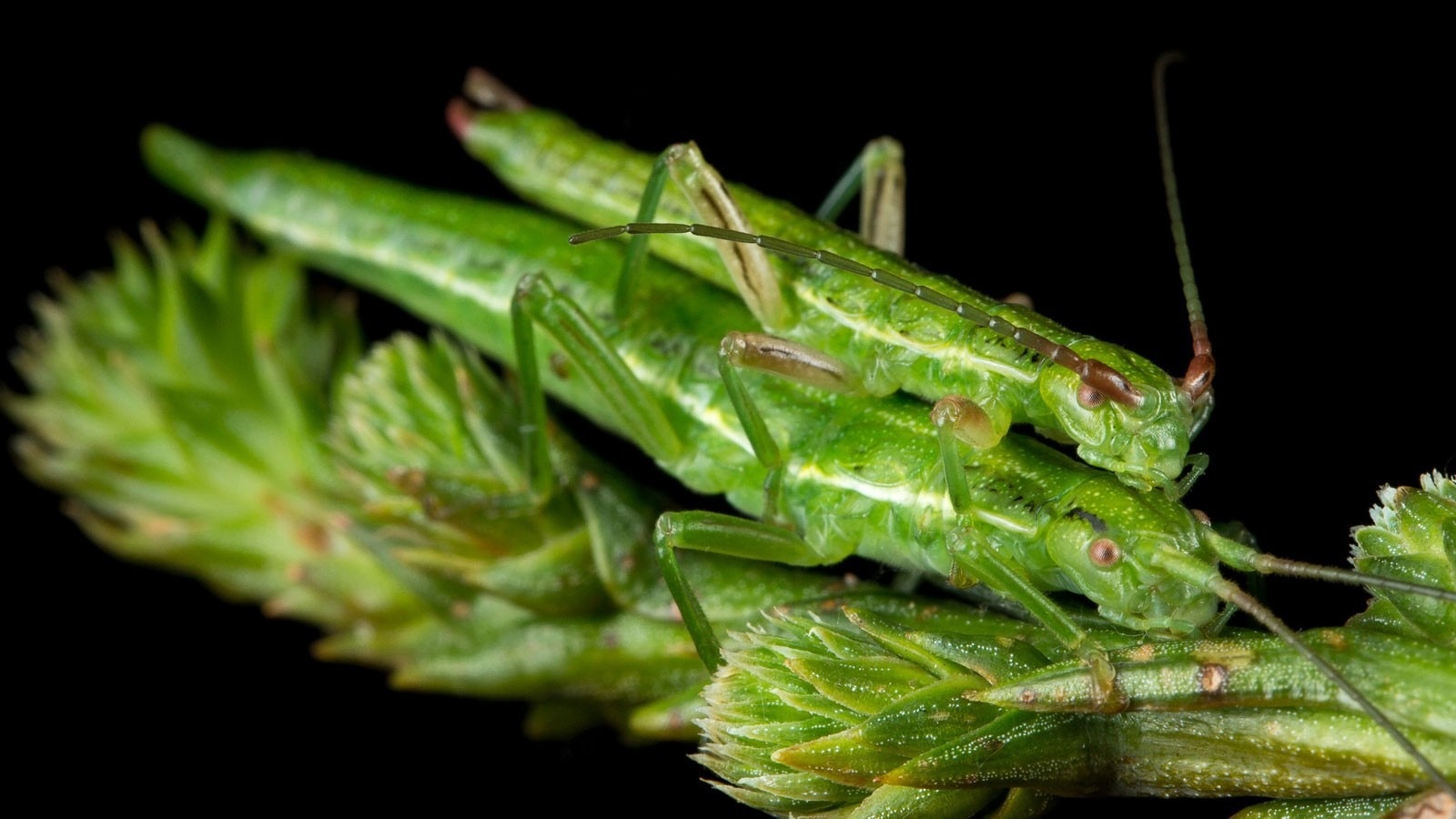 Preservation of Genetic Variation in Species and the Effects on Adaptation