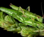 Preservation of Genetic Variation in Species and the Effects on Adaptation