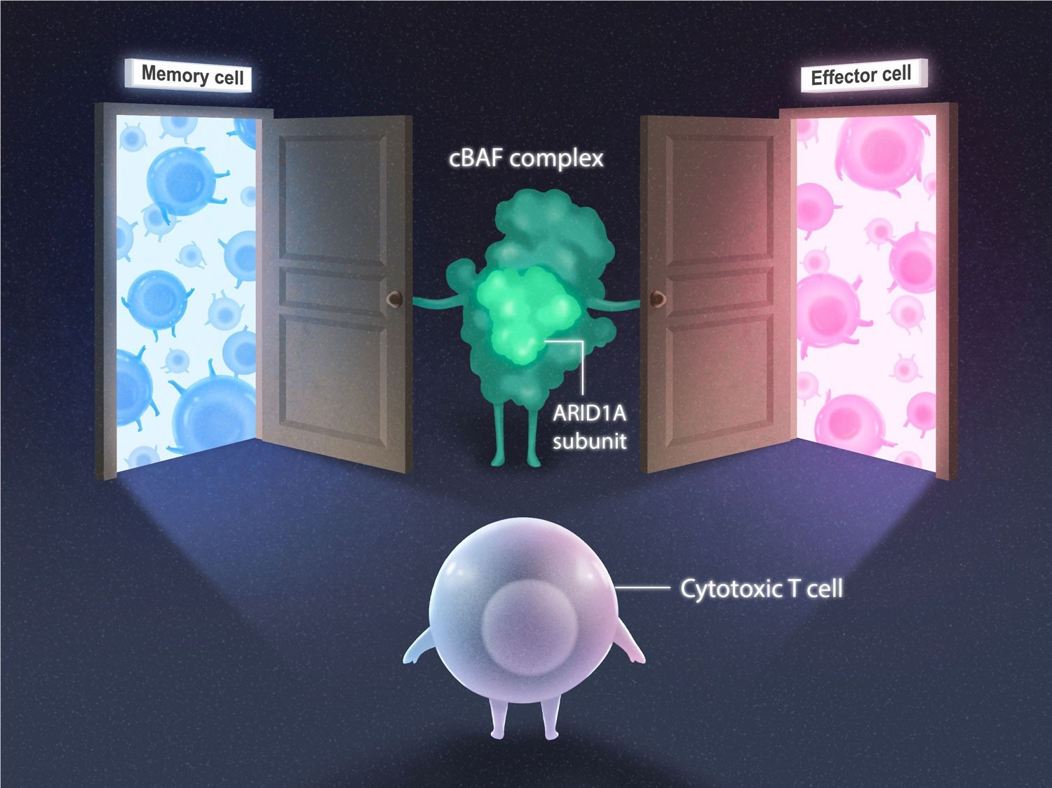 cBAF Protein Complex Controls the Fate of T Cells