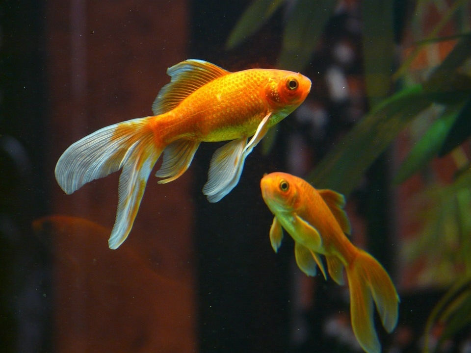 Discovering a Novel Method to Determine the Parent Species of Hybrids