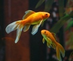 Discovering a Novel Method to Determine the Parent Species of Hybrids
