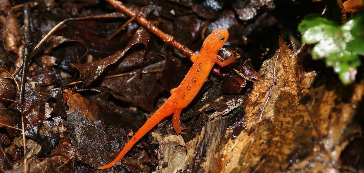 Fungal Invasion Threatens Amphibian Biodiversity in North America