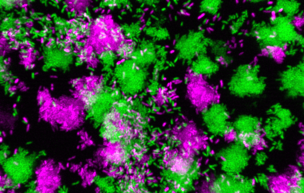 Small RNA Identified as Regulator During Bacterial Infection