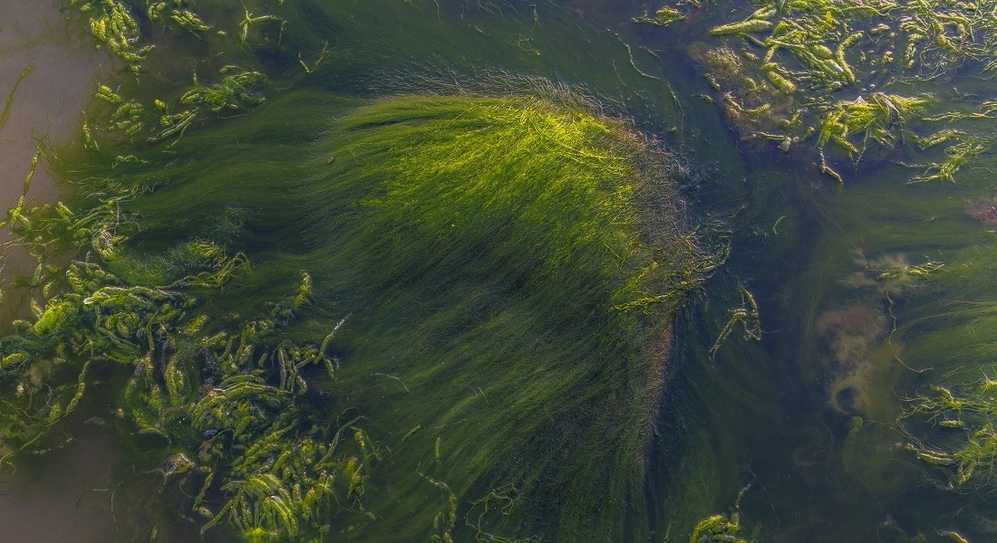 VOLT to Focus on VOC Gases in Plankton, Soil, and Moss