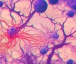 Microglial Cells Serve as a Stable Viral Reservoir for Latent HIV