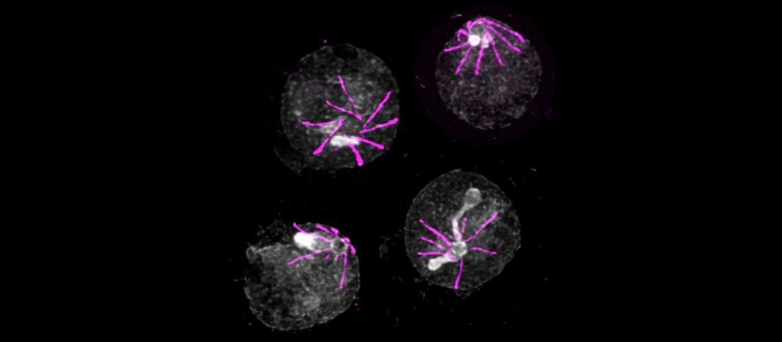 A New Class of Molecular Sensor Prevents Parasite Replication and Transmission