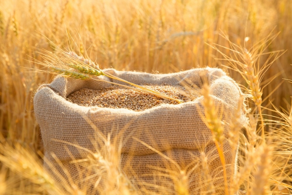 Image Credit: Frolova_Elena/Shutterstock.com