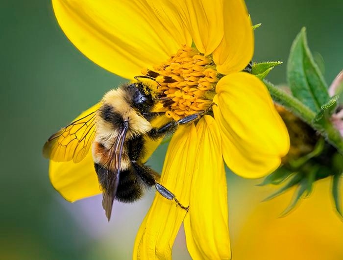 Detailed Genome Map to Prevent the Extinction of the Rusty Patched Bumblebee