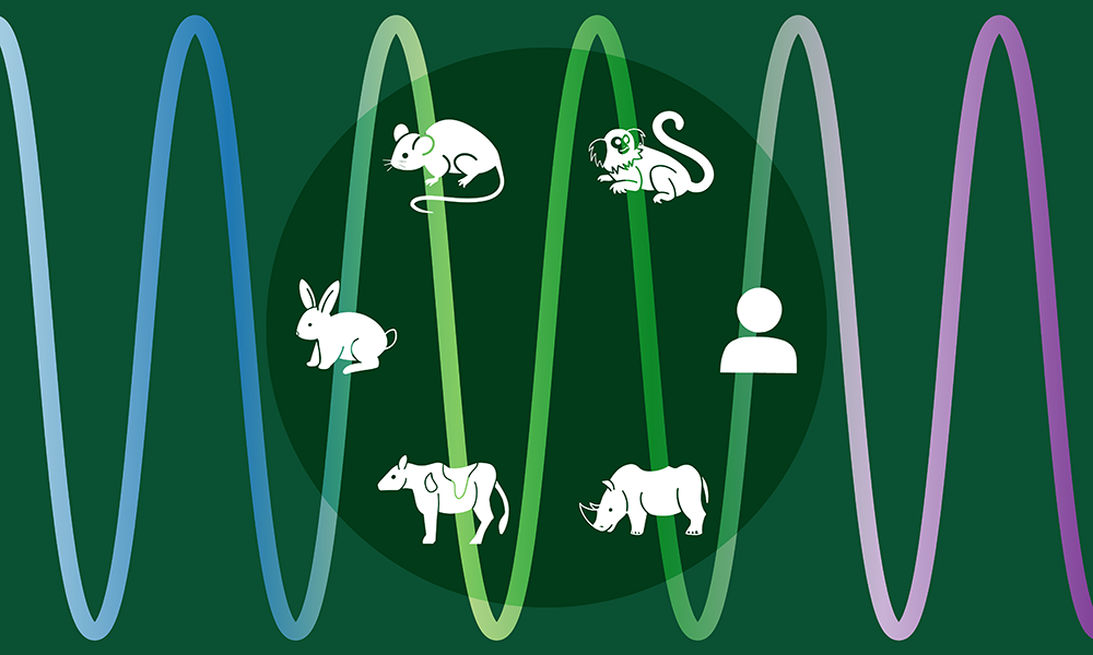 Stem Cell Zoo Uncovers Scaling Laws Governing Species-Specific Development