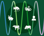 Stem Cell Zoo Uncovers Scaling Laws Governing Species-Specific Development