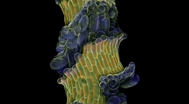 The Method by Which Plants Prevent Cracking Under Growth Stress