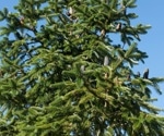 Temperature Impact on Abies spectabilis Growth and Climate Sensitivity
