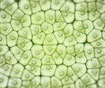 Chloroplast Size Manipulation Unlikely to Boost Crop Photosynthesis