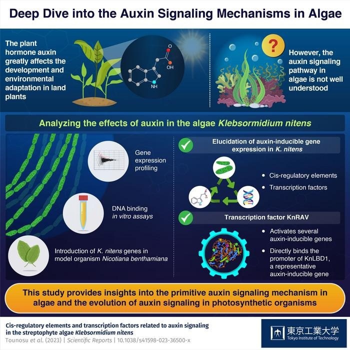 Analyzing the Cis-Regulatory Elements and Transcription Factors Related to Auxin Signaling
