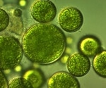 Analyzing the Cis-Regulatory Elements and Transcription Factors Related to Auxin Signaling