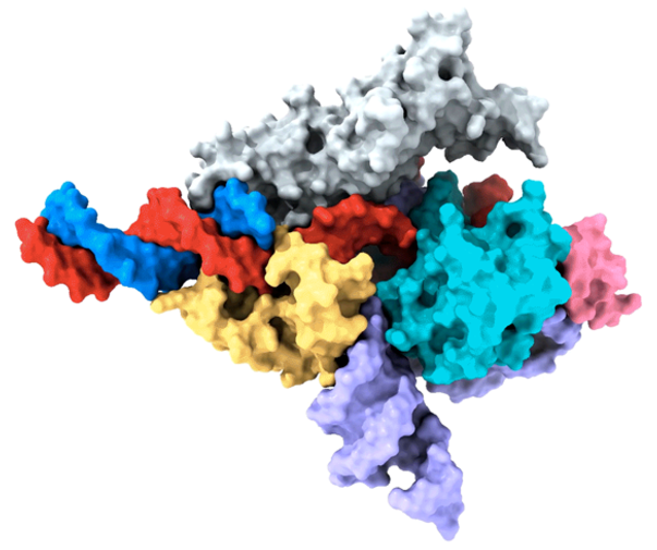 The First Programmable RNA-Guided System in Eukaryotes Uncovered