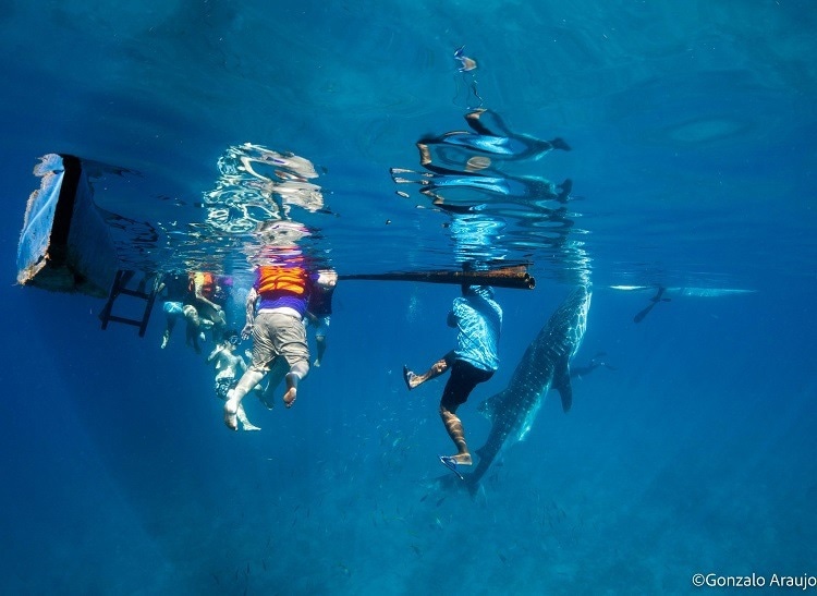 Seeking to Understand the Long-Term Effects of Whale Shark Feeding Practices Seeking to Understand the Long-Term Effects of Whale Shark Feeding Practices