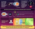 Understanding How Malaria Parasite Modulates Apicoplast Gene Expression