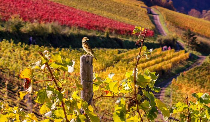 Triazoles: A Threat to Wild Birds
