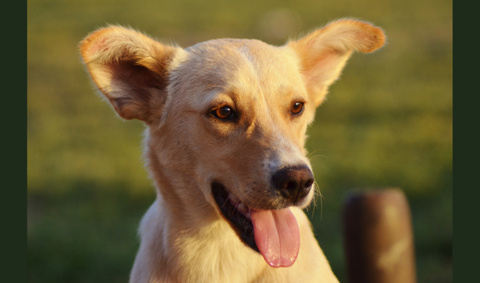C. auris in Ear Canals of Stray Dogs Could Pose Risk to Humans