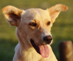 C. auris in Ear Canals of Stray Dogs Could Pose Risk to Humans