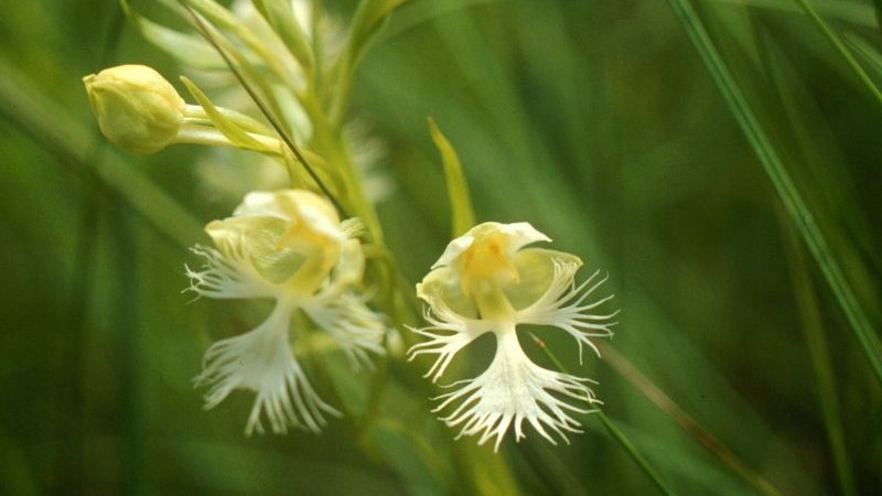 Global Cooling Caused Diversity of Species in Orchids, Confirms Study