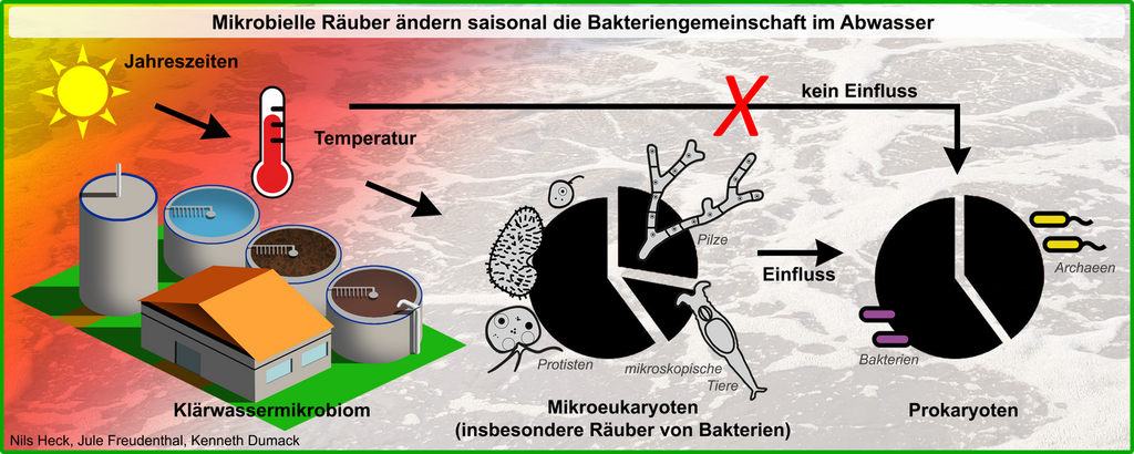 Investigating the Seasonal Dynamics of the Wastewater Microbiome