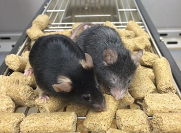 Chemical Approach to Reverse Aging and Restore Cellular Function