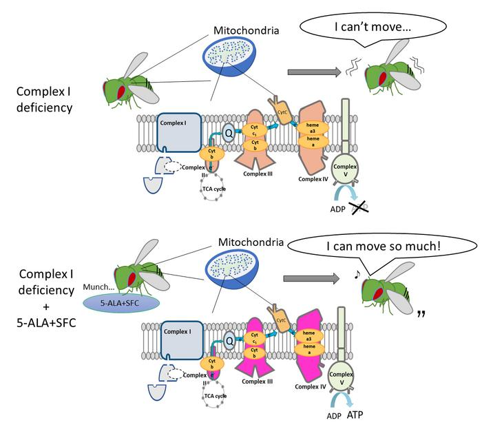 How Does 5-ALA Bypass Complex I Deficiency?