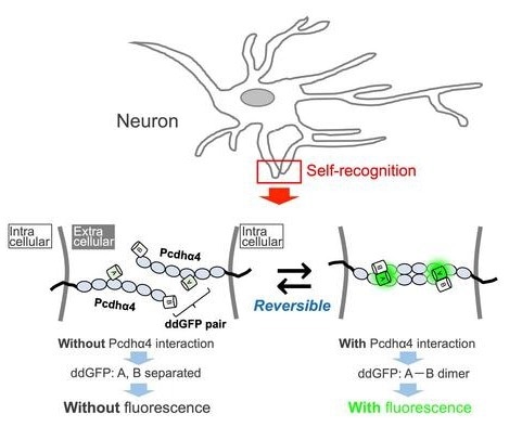 Developing a Fluorescent Sensor to Visualize Neuronal Self-Connectivity