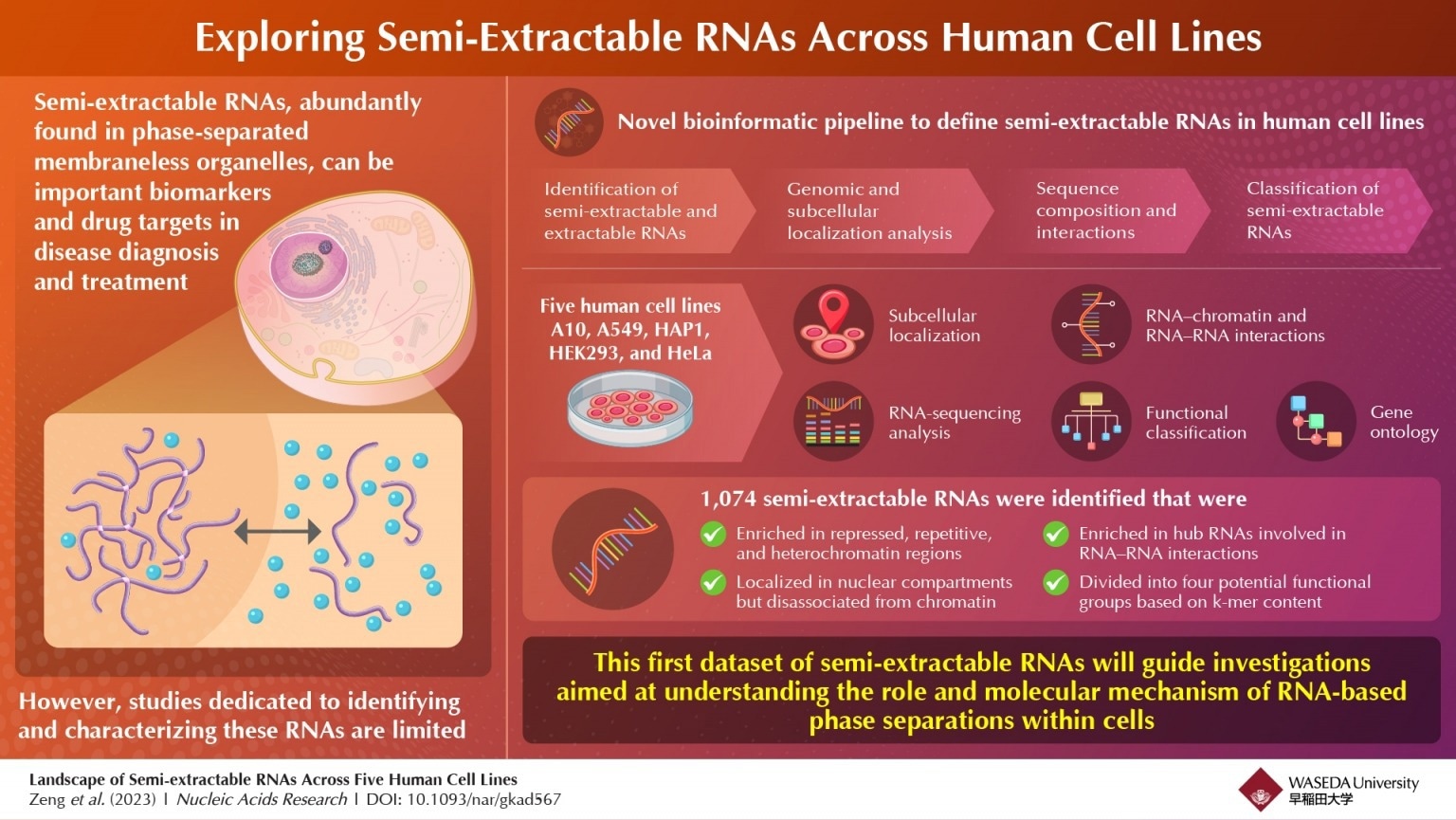 The First Data Set Decoding RNA-Driven Phase Separations
