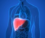 Cellular Interactions and the Extension of Liver Transplant Recipients’ Lives
