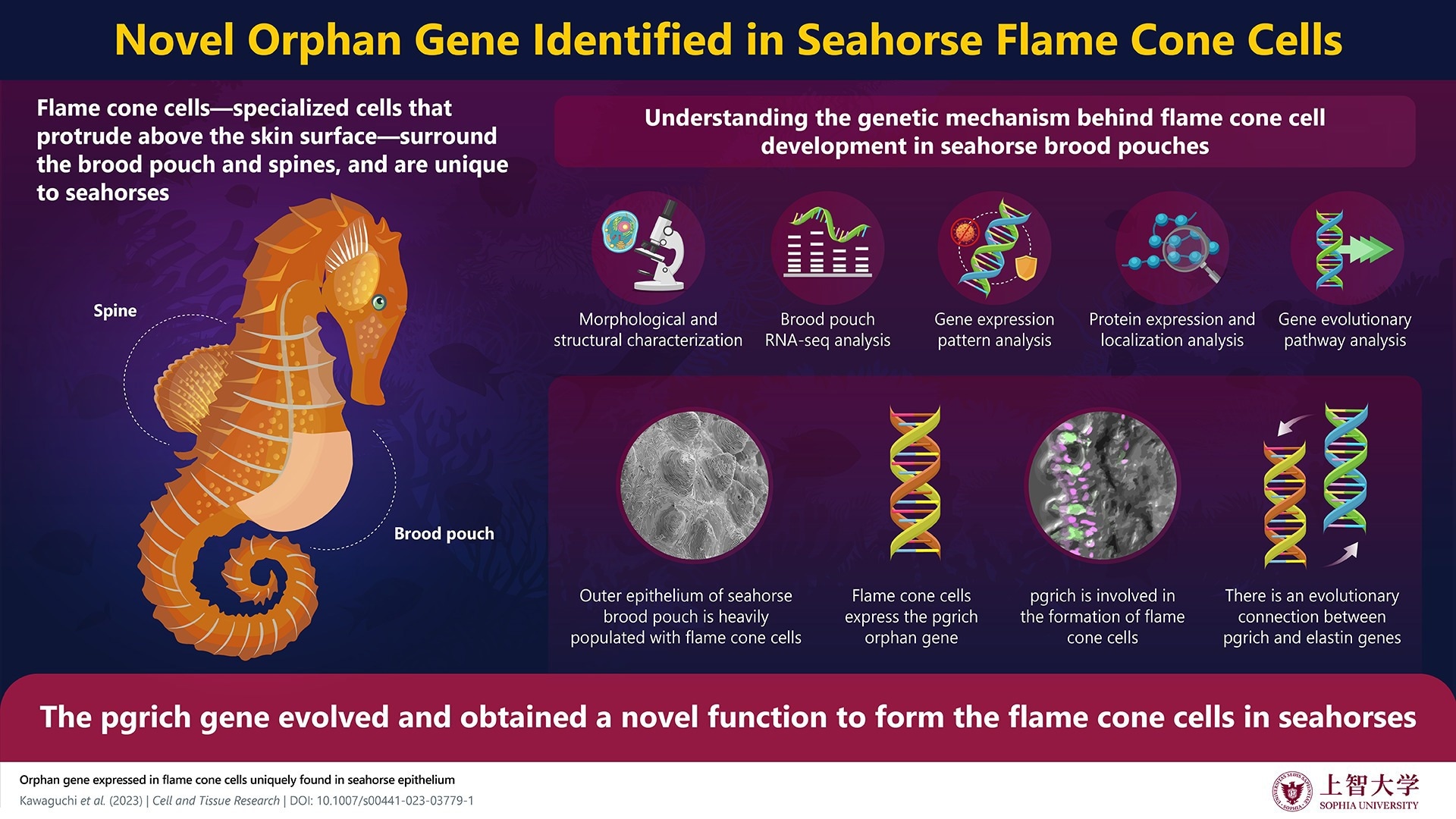 The Novel Proline-Glycine Rich Gene and Brood Pouch Development