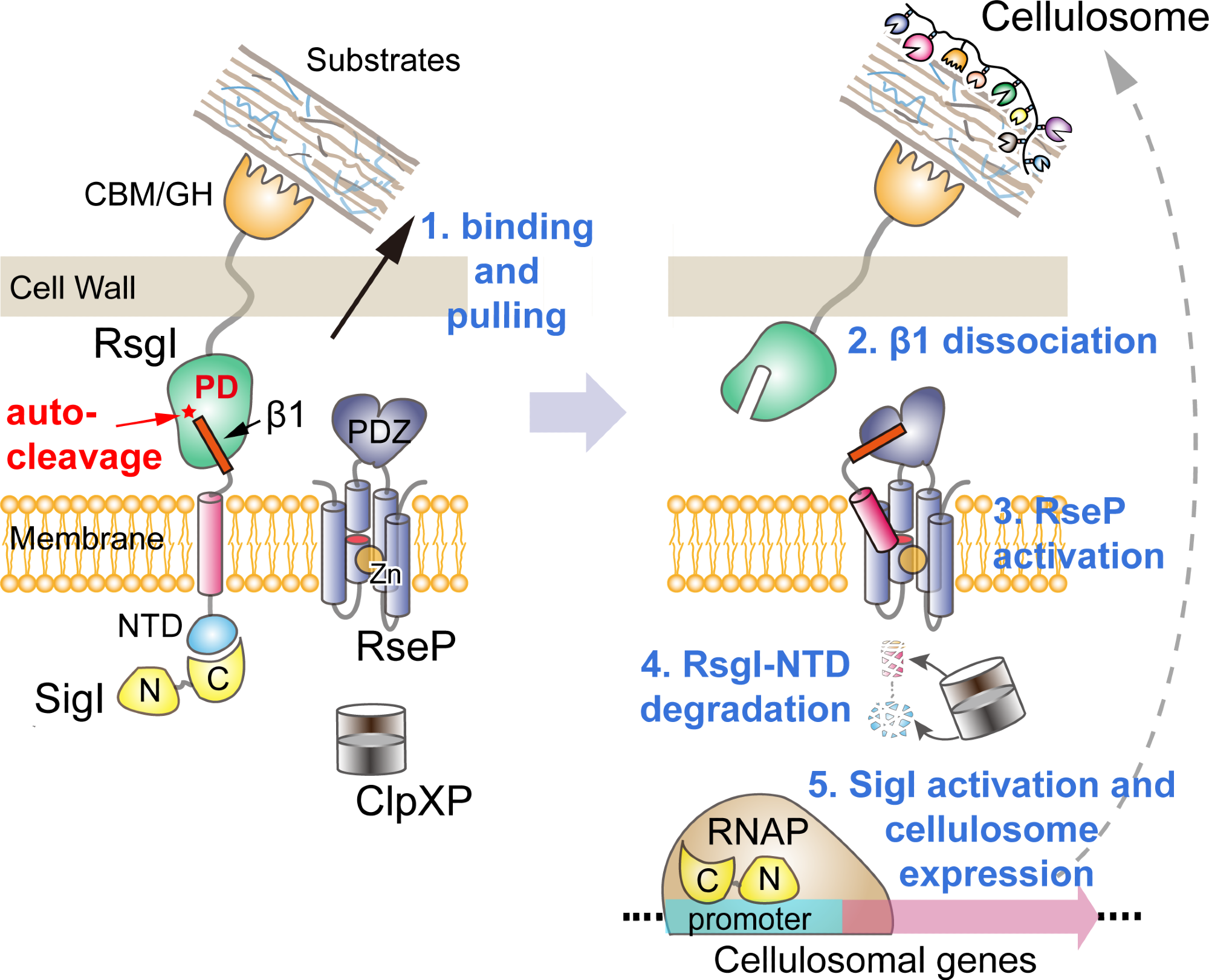 Essential Bacterial Signaling Autoproteolysis in C. thermocellum