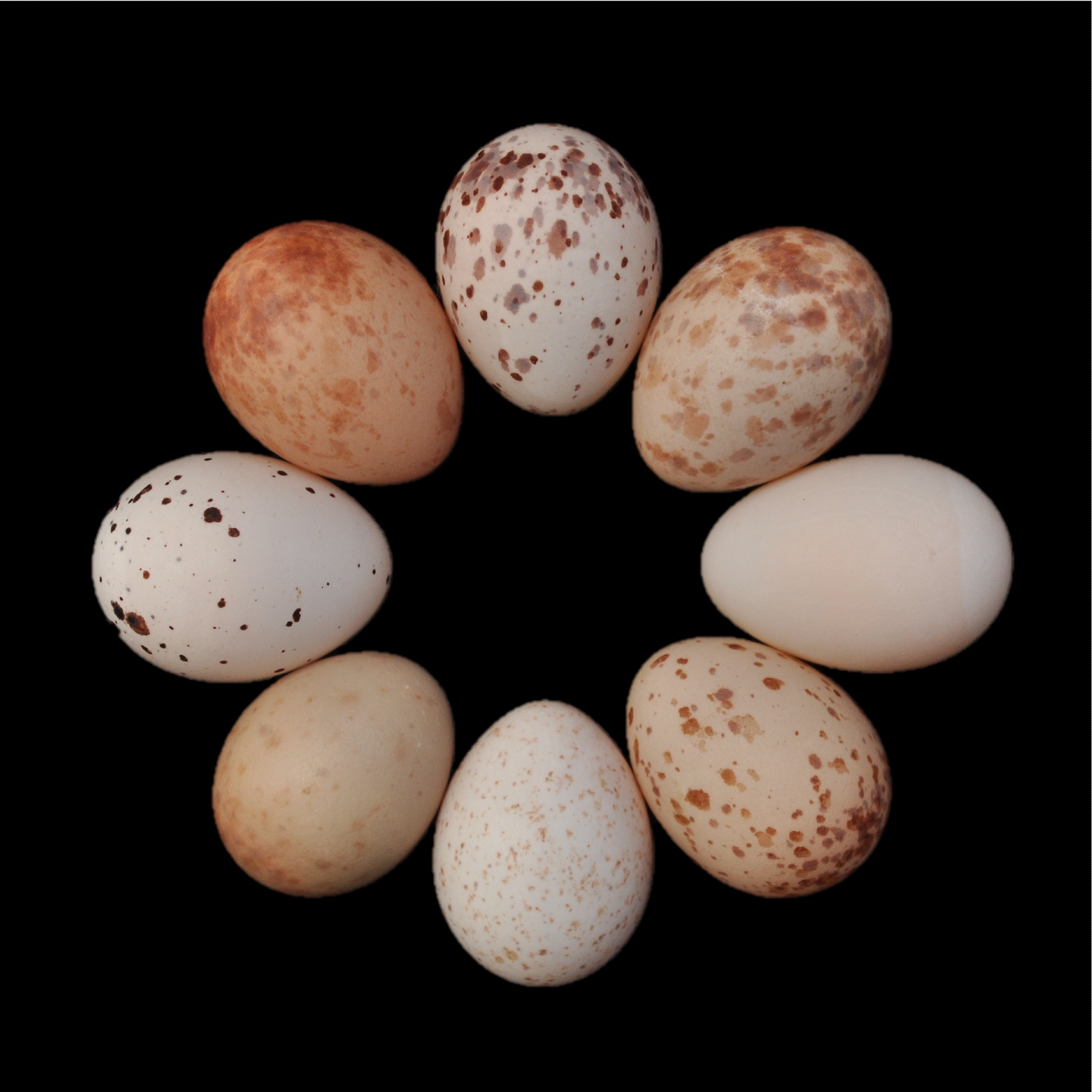 Egg ‘Signatures’ will Allow Drongos to Identify Cuckoo ‘Forgeries’ Almost Every Time, Study Finds