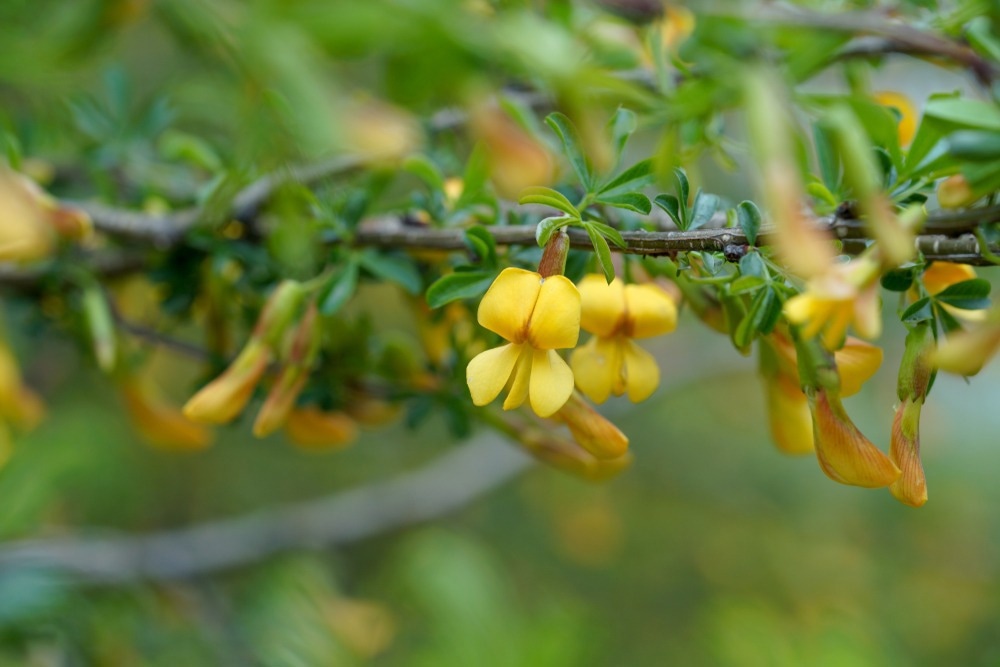 Image Credit: JIANG TIANMU/Shutterstock.com