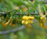 Scientists Develop DNA Barcoding for Caragana Genus