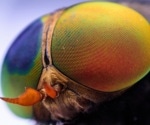 Single-Cell Sequencing Finds New Cell Types in the Visual Systems of Flies
