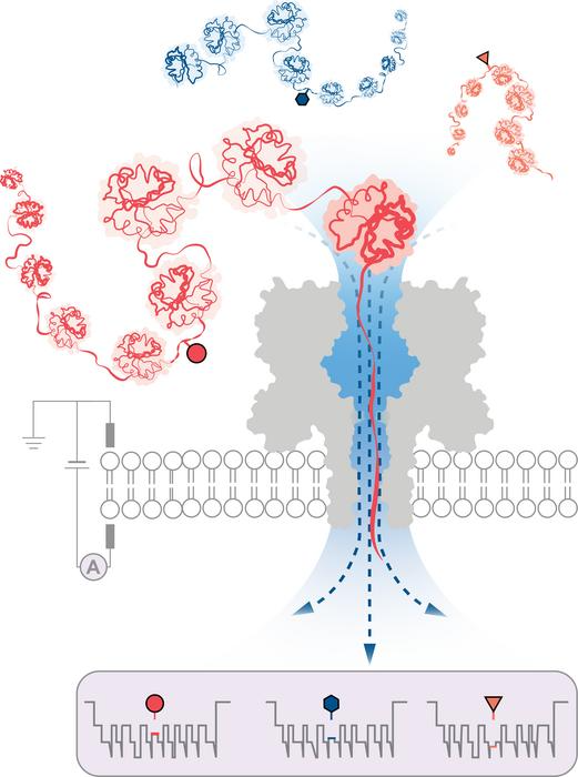 New Nanopore Technology Can Identify Single-Molecule Protein Variations