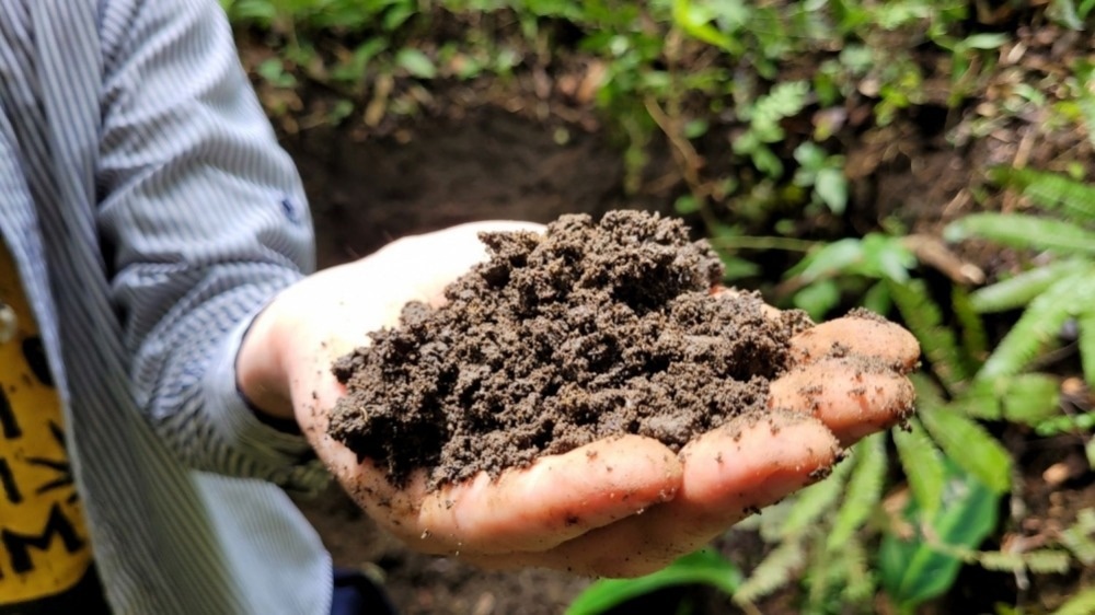 Amazon Dark Earth for Accelerated Tree Growth