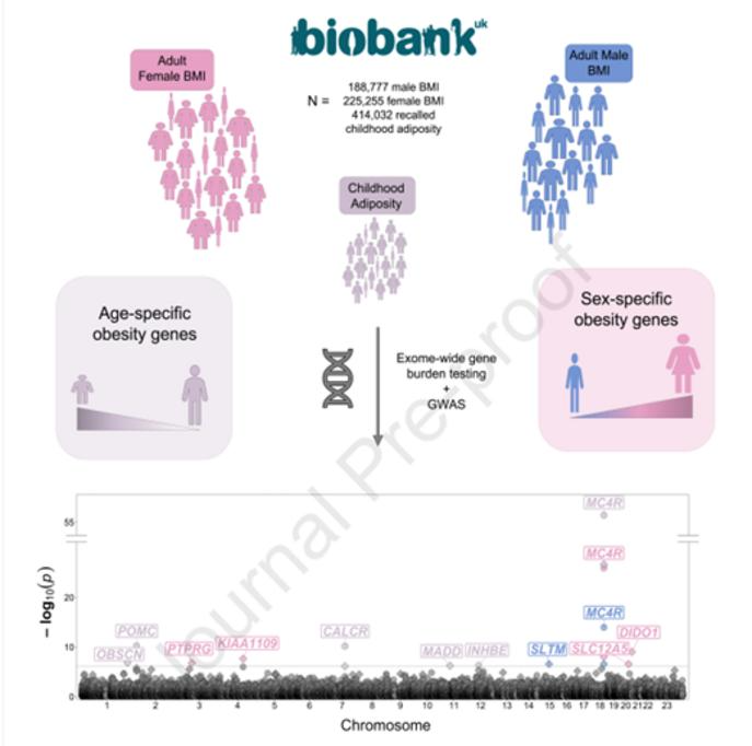 Discovering Age and Sex-Specific Obesity Genes in the Genome